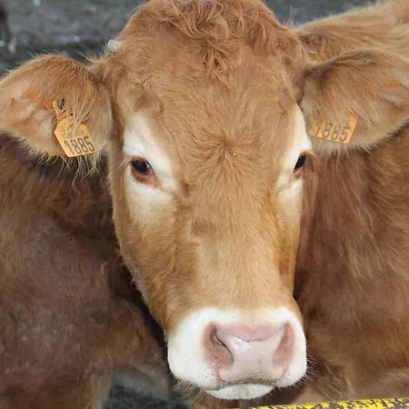 La Ferme D'a Yaaz Arlon