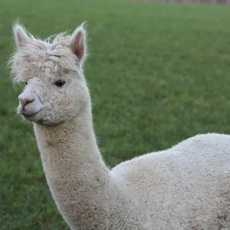Farm stay La Ferme D'a Yaaz *