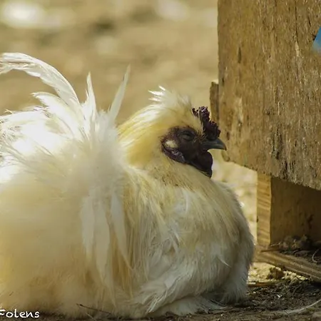 La Ferme D'a Yaaz Farm stay Arlon